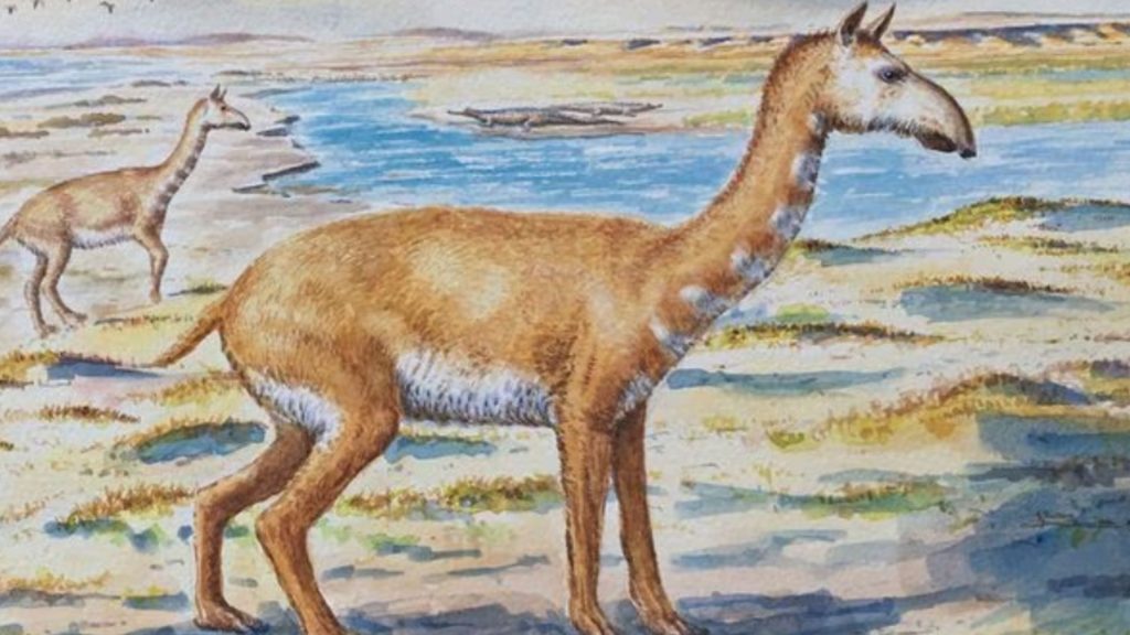 Descubren nueva especie de mamífero que vivió hace siete millones de años en Chile
