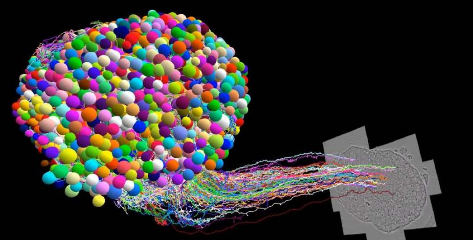 Desentrañando el cerebro de la mosca de la fruta: nuevo mapa cerebral podría ayudar a comprender el aprendizaje y el comportamiento