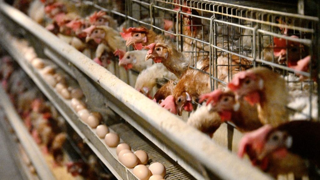 Sacrifican 150 aves tras confirmar caso de gripe aviar en San Javier
