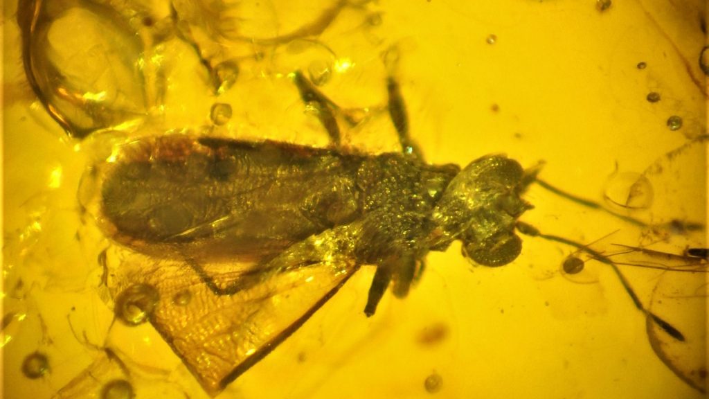 Entomólogo chileno descubre chinche que sería el más antiguo del planeta