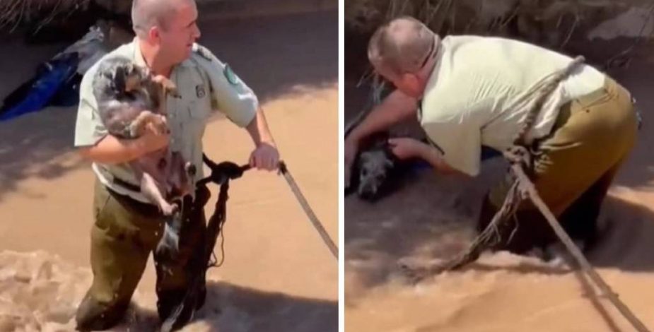 Carabinero se lanza al agua y rescata un perrito arrastrado por el canal San Carlos