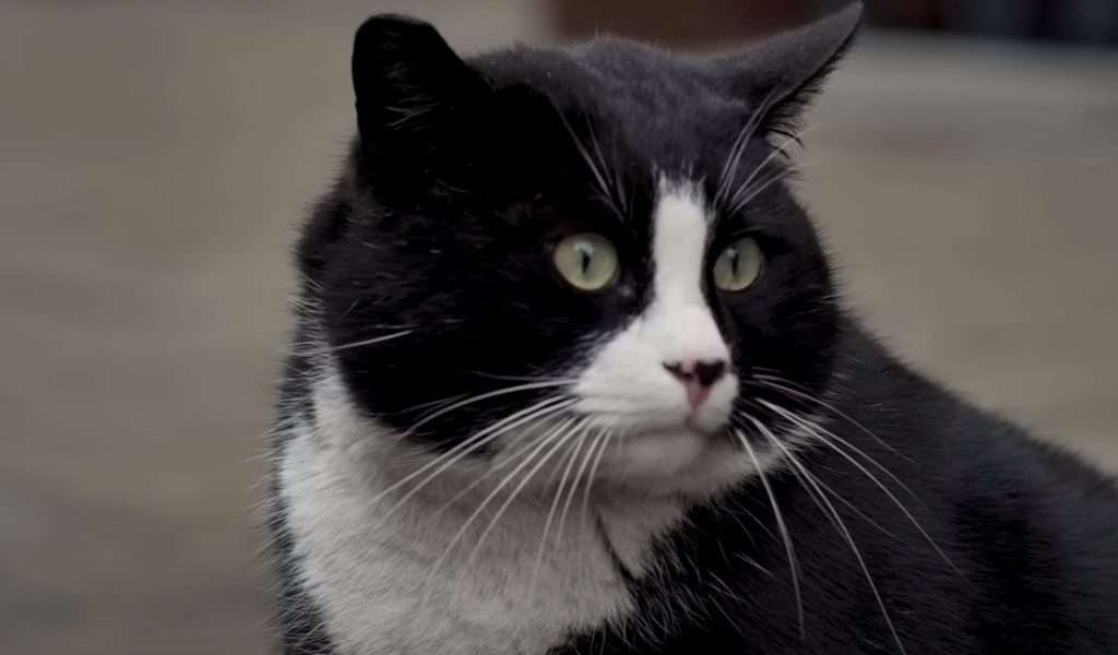 "Gacek" es el gato callejero más famoso de Polonia: turistas llegan exclusivamente a fotografiarse con él