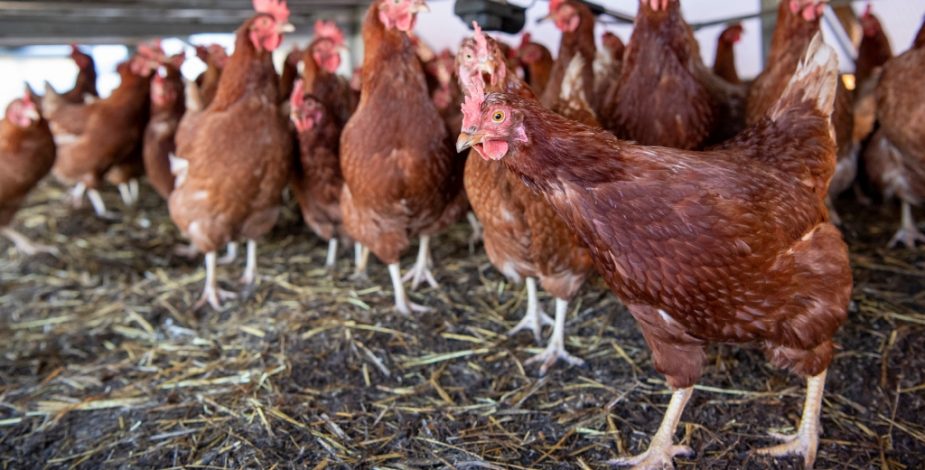Declaran Alerta Temprana Preventiva en la RM tras detección de influenza aviar en Melipilla
