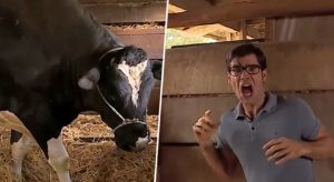 "A la altura del ataque del toro de Amanda": Dramática escena de La Ley de Baltazar sacó carcajadas en sus seguidores