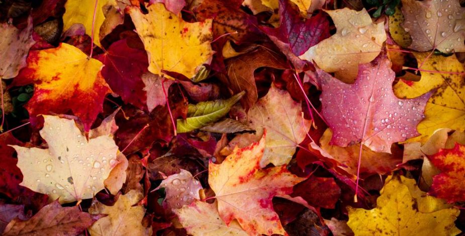 ¿Estás listo para el otoño?: así puede afectar el cambio de estación en nuestro ánimo y sueño