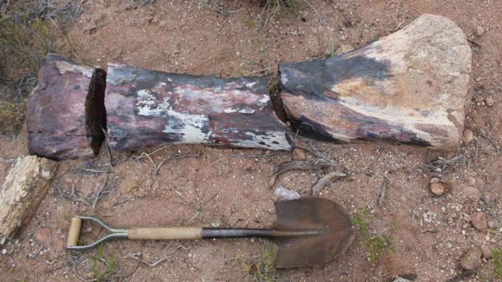 30 metros de longitud y un peso de 50 toneladas: descubren en Argentina fósiles de uno de los dinosaurios más grandes registrados