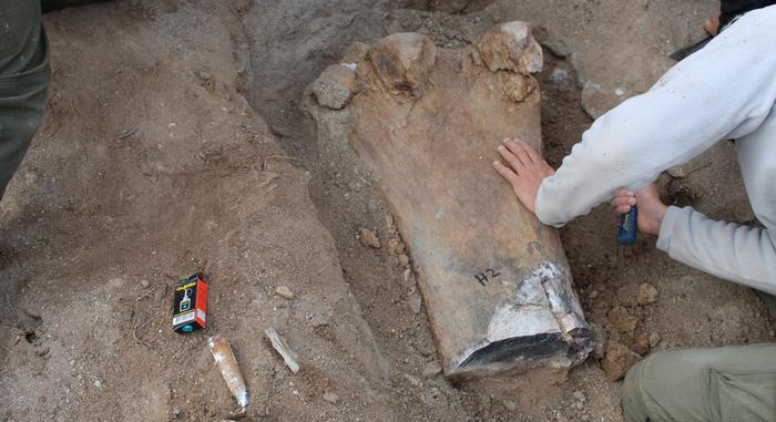hallazgo Chucarosaurus - fósiles en la Patagonia - dinosaurio
