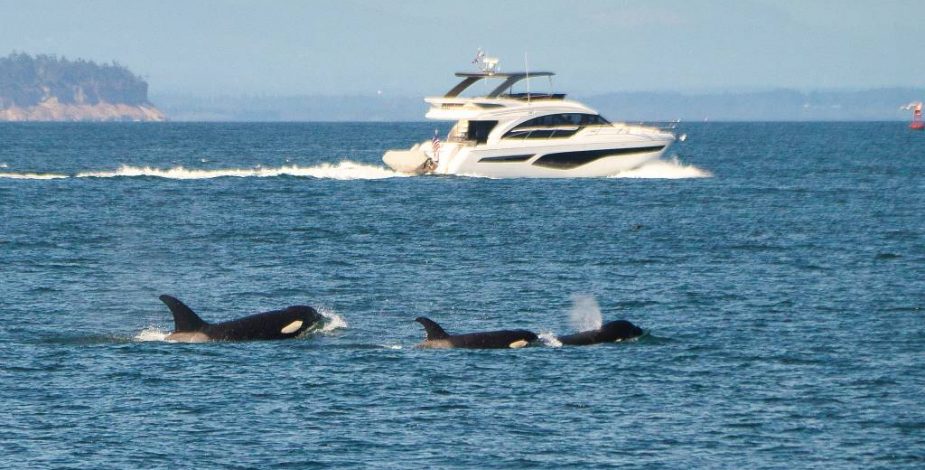Científicos perplejos por aumento inexplicable de ataques de orcas a embarcaciones