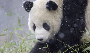Único panda albino del mundo es captado en impresionantes imágenes