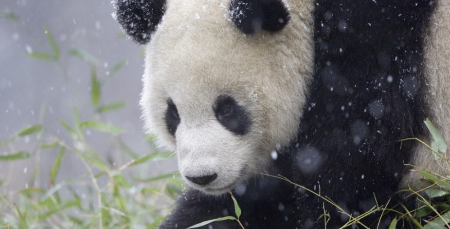 Único panda albino del mundo es captado en impresionantes imágenes