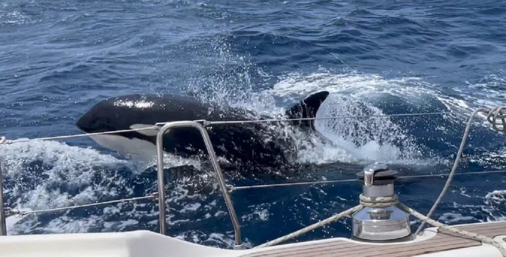 Eligió la violencia: Orca Gladis lideraría una pandilla cetácea para destruir barcos en altamar