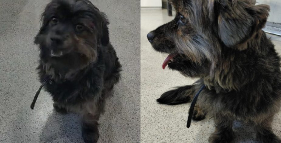 Final feliz: conductora de Metro adopta a perrito que estaba perdido en estación Rojas Magallanes  