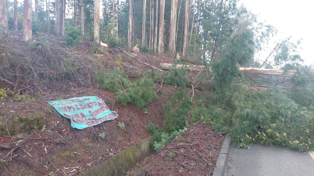 Desconocidos derriban árbol en ruta de Lebu: lienzo hallado en el lugar exige regreso de presos mapuche a cárcel local