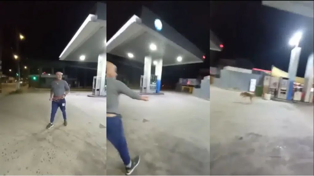 Anuncian acciones legales contra sujeto que agredió a un perro: le lanzó una piedra con una resortera