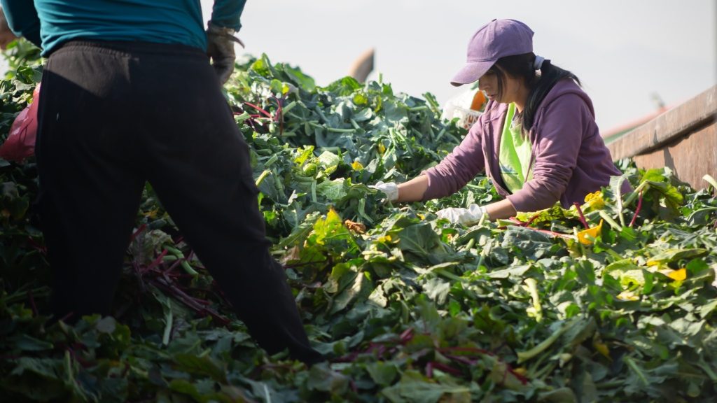 "Tenemos cerca de 70 organizaciones a las que estamos beneficiando": realizan campaña para disminuir el desperdicio de alimentos