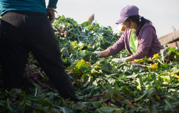 "Tenemos cerca de 70 organizaciones a las que estamos beneficiando": realizan campaña para disminuir el desperdicio de alimentos
