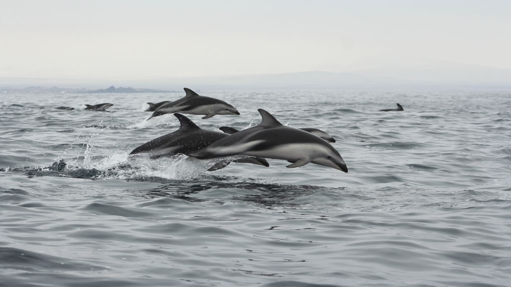 Es oficial: Archipiélago de Humboldt es la primera área marina costera protegida birregional en Chile