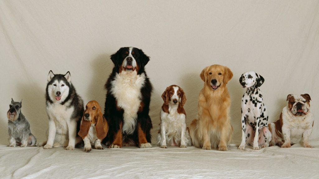 Someten a más de 1.000 perros a test de inteligencia: ¿Cuál es la raza más torpe y la más inteligente?