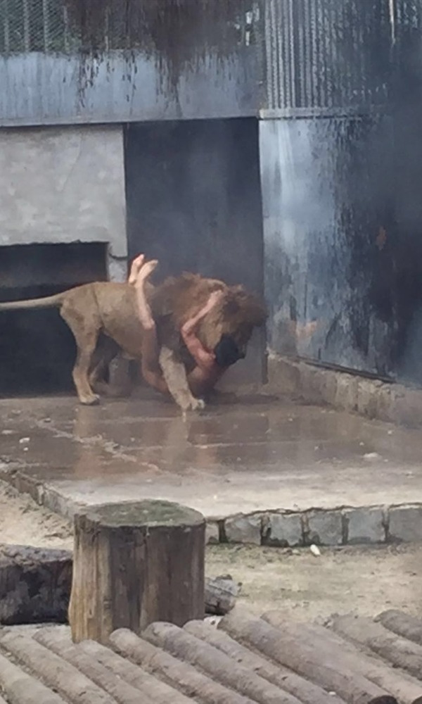 Dos leones fueron sacrificados al atacar a un hombre en el zoológico  metropolitano